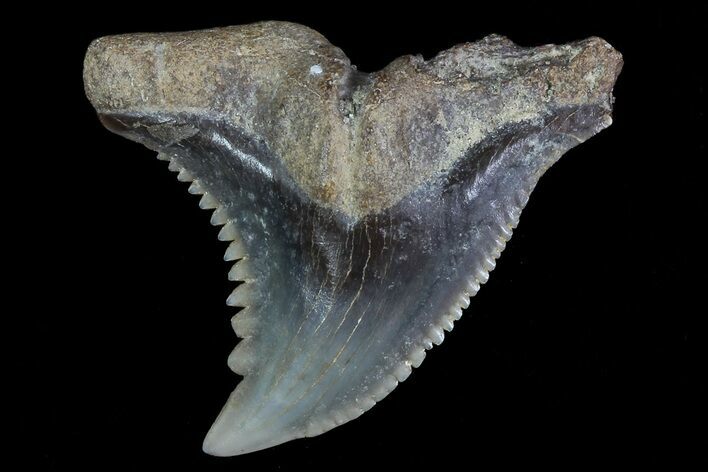 Serrated, Fossil Hemipristis Tooth - Georgia #74831